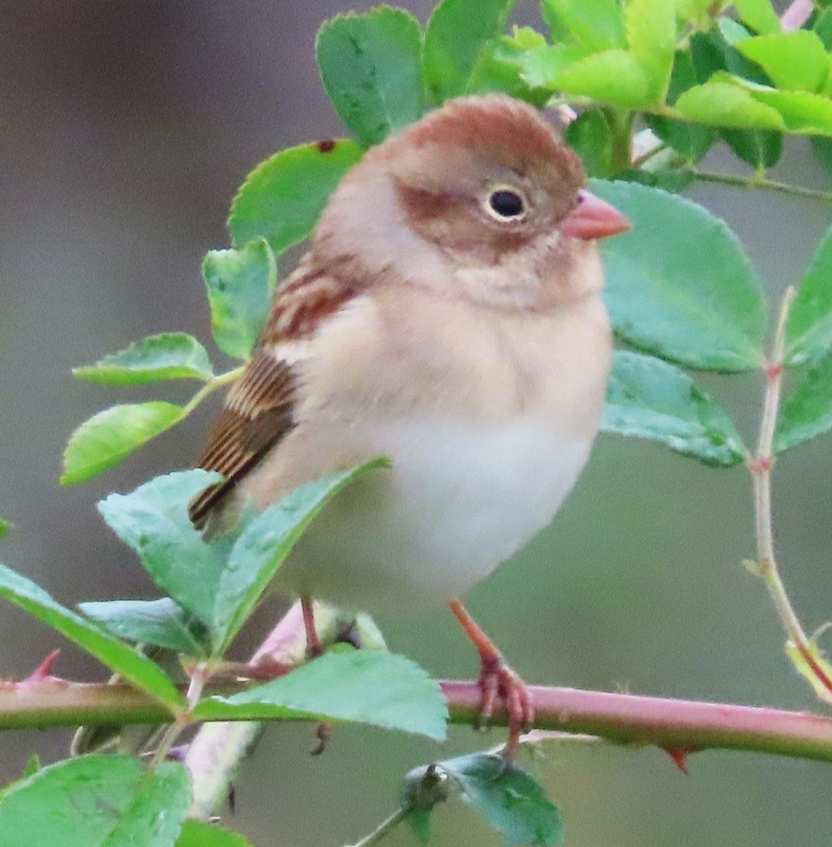 Field Sparrow - ML644181588