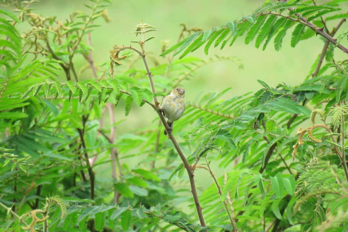 hvitkragefrøeter - ML644181620