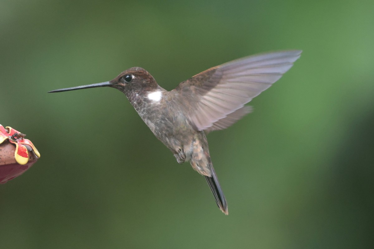 Brown Inca - ML644181645