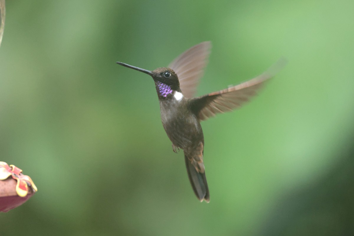 Brown Inca - ML644181647