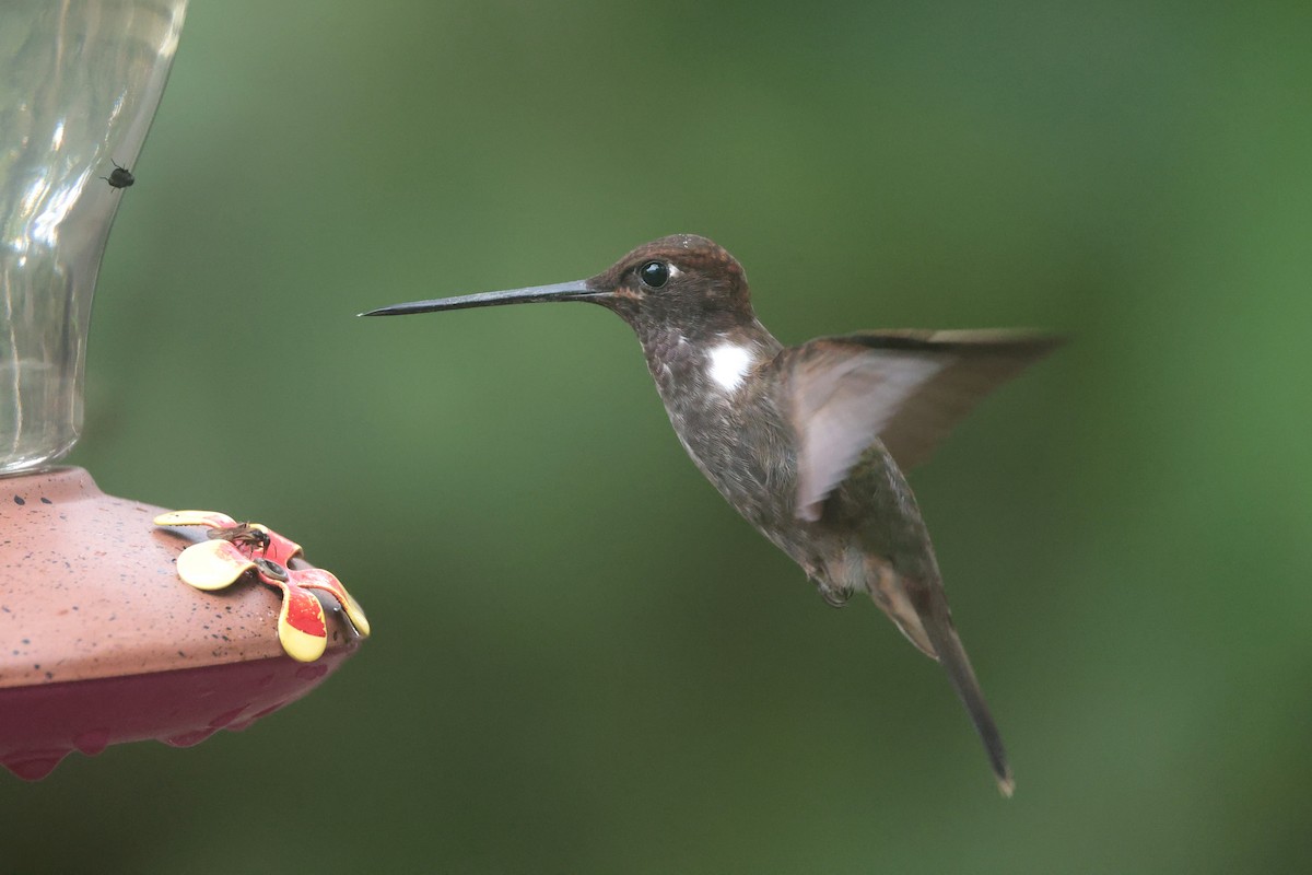 Brown Inca - ML644181648