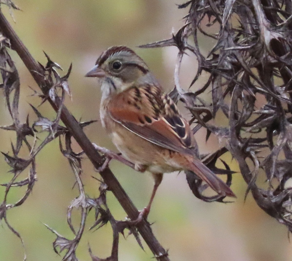 Swamp Sparrow - ML644181656
