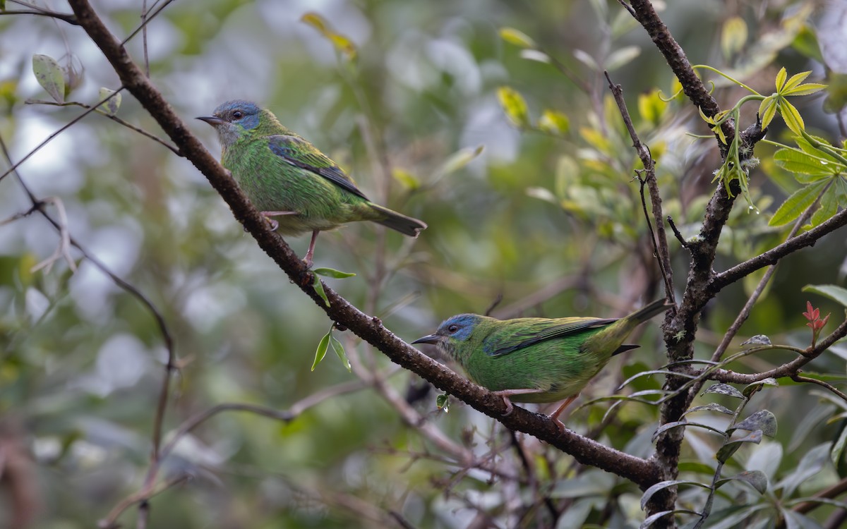 Blue Dacnis - ML644181666