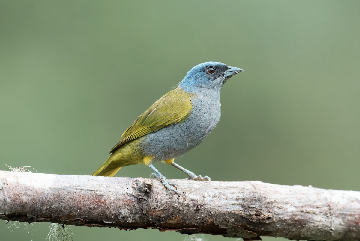 Blue-capped Tanager - ML644181675