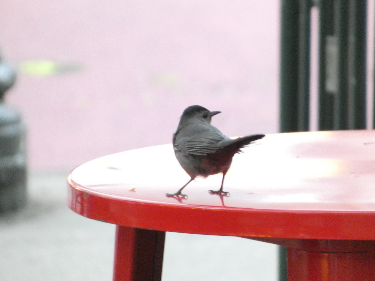 Gray Catbird - ML644181679