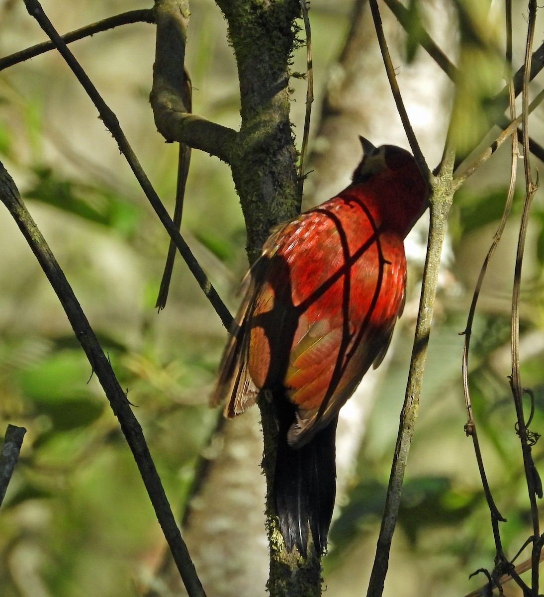 Дятел-смугань червонокрилий - ML644181707