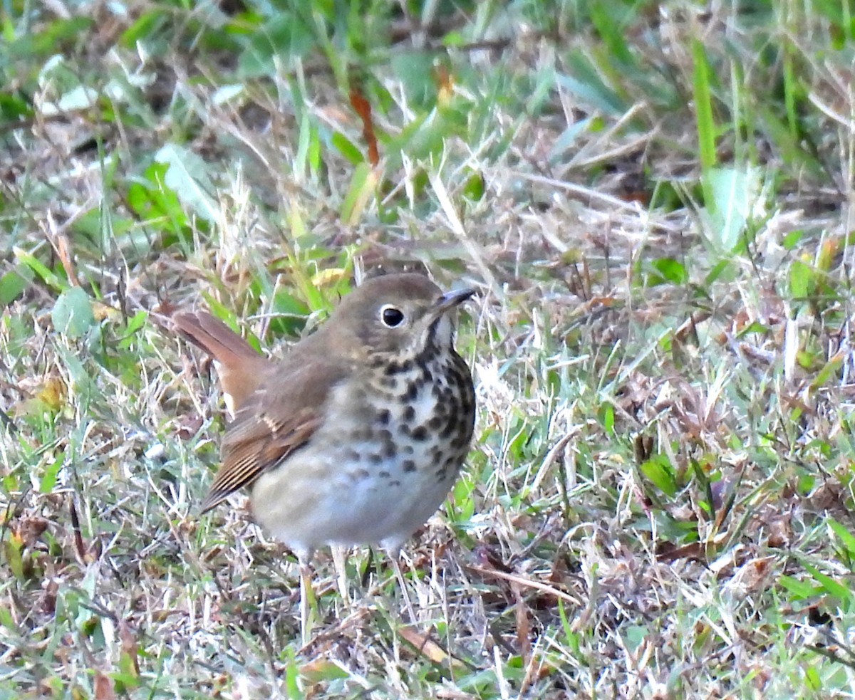 Hermit Thrush - ML644181711