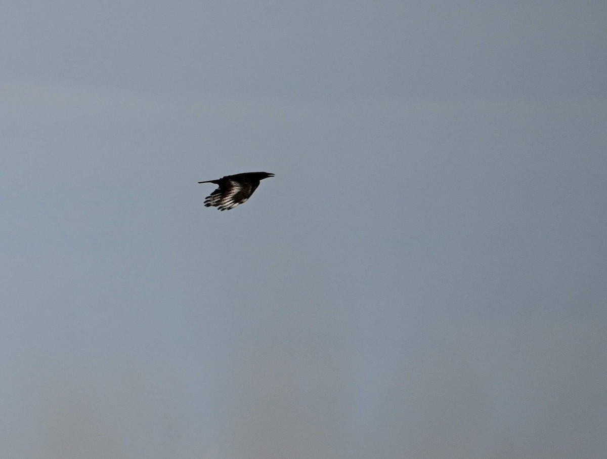 amerikakråke - ML644181717