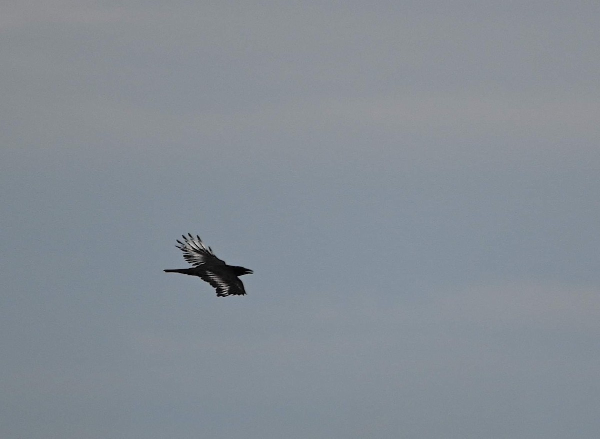 amerikakråke - ML644181718