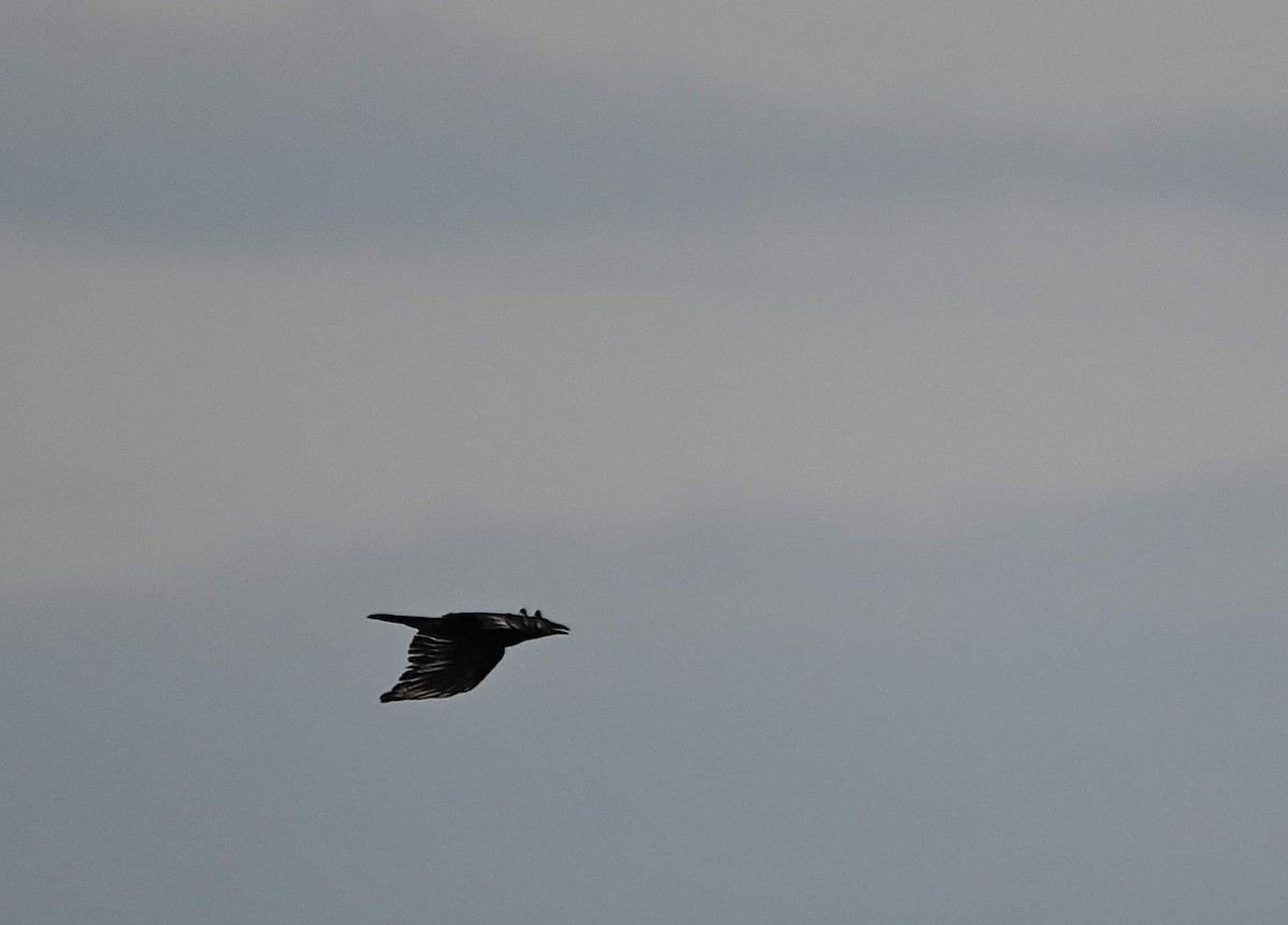 amerikakråke - ML644181719