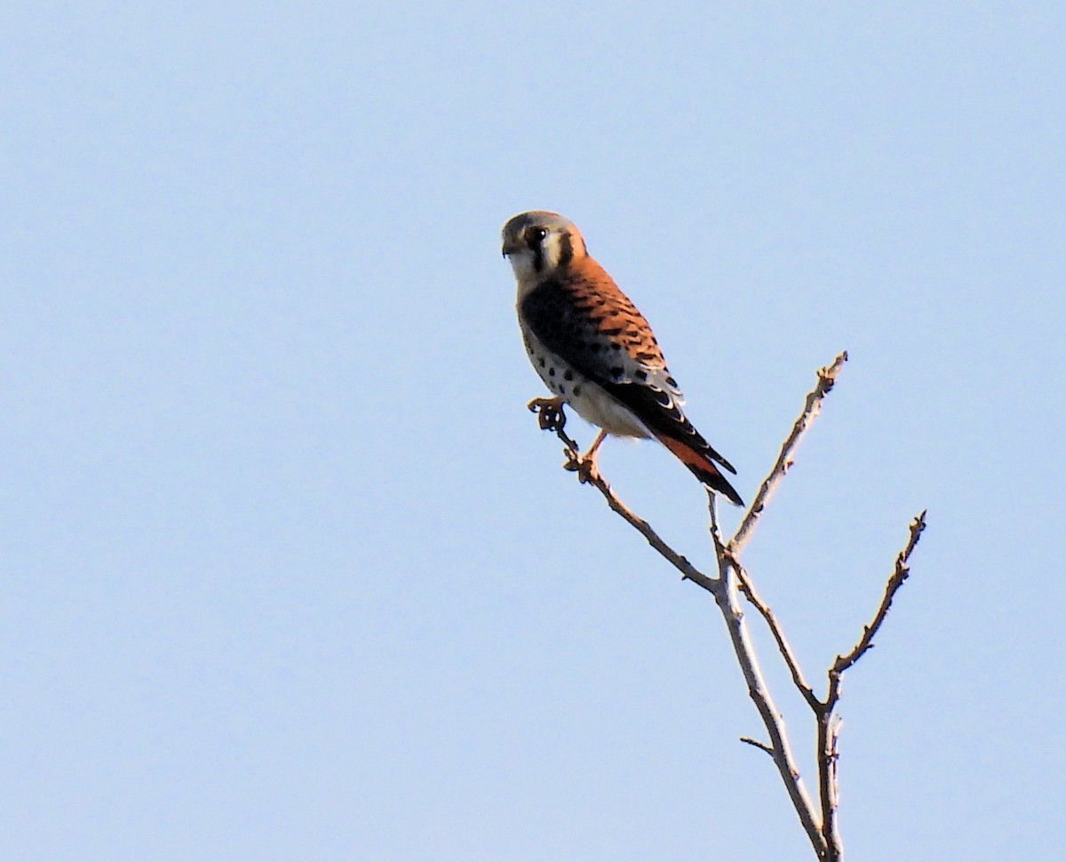American Kestrel - ML644181722