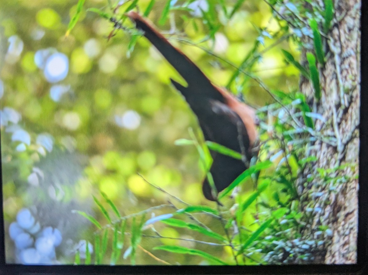 Maronentaube - ML644181736