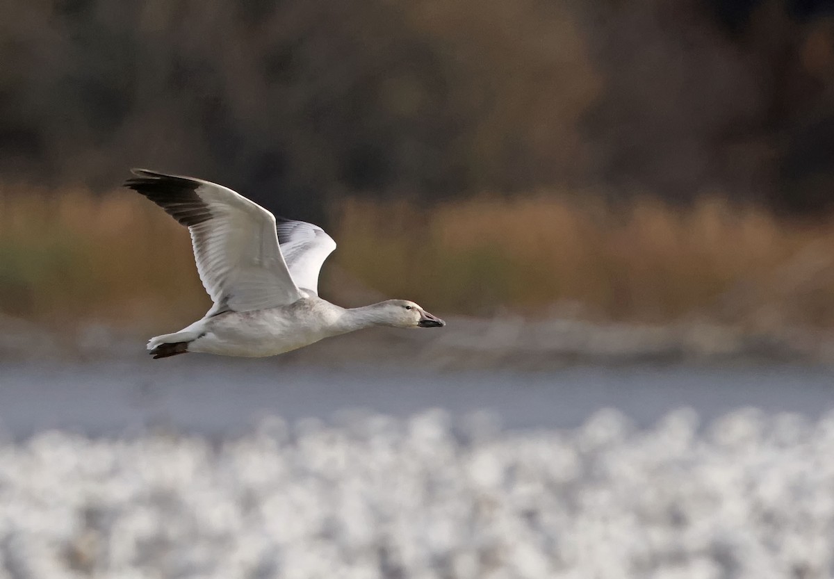 Snow Goose - ML644181739