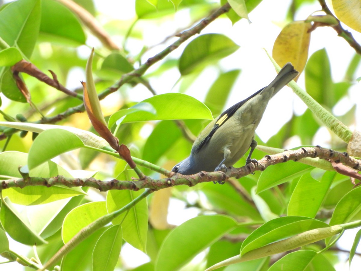 Olivflügeltangare - ML644181757