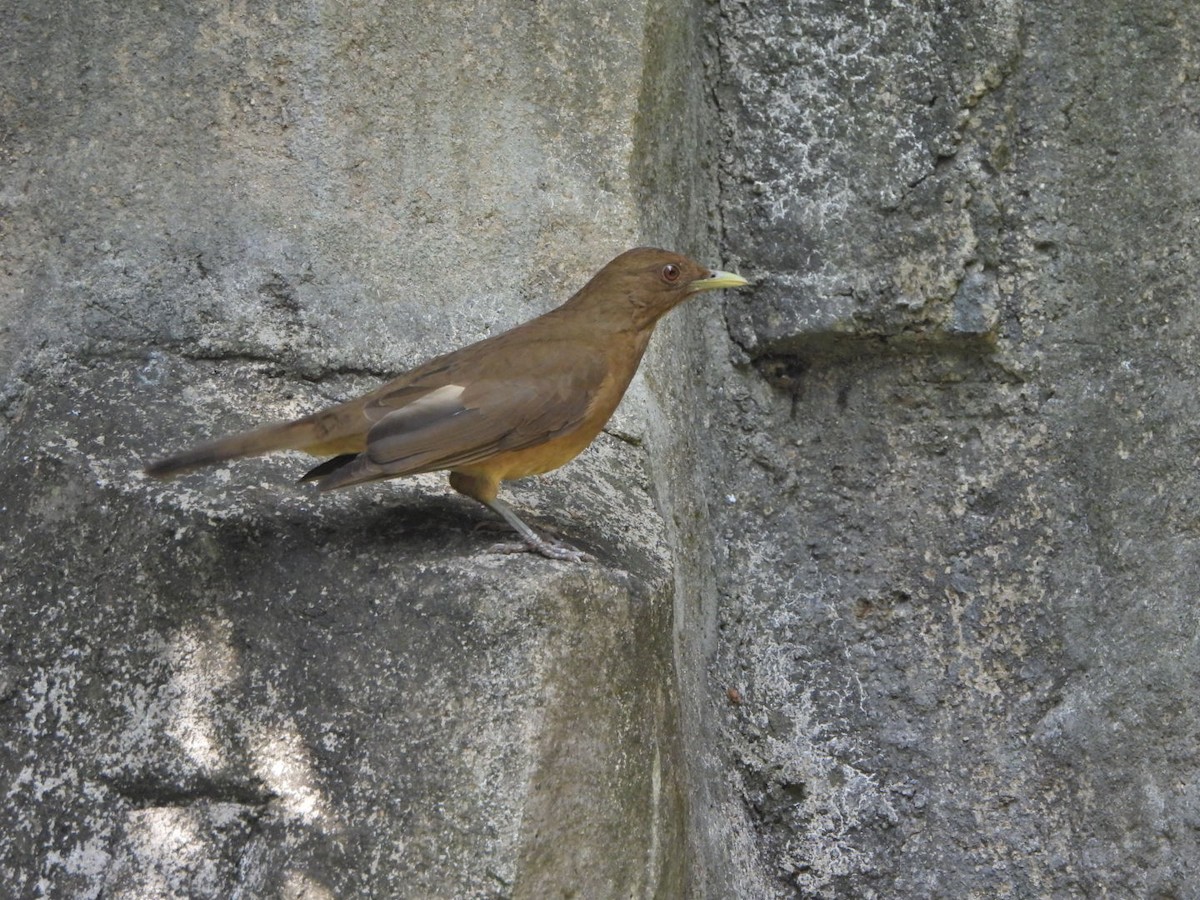 Gilbdrossel - ML644181784