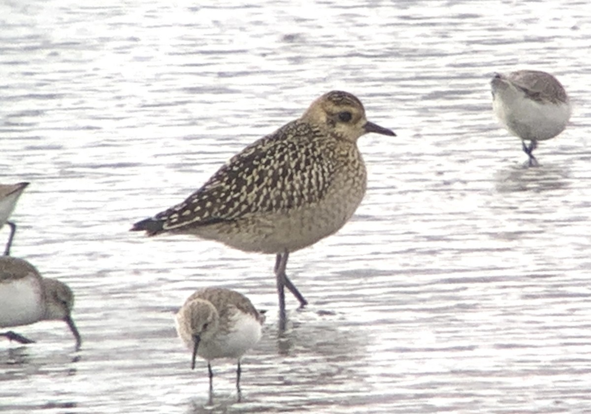 Pacific Golden-Plover - ML644181821
