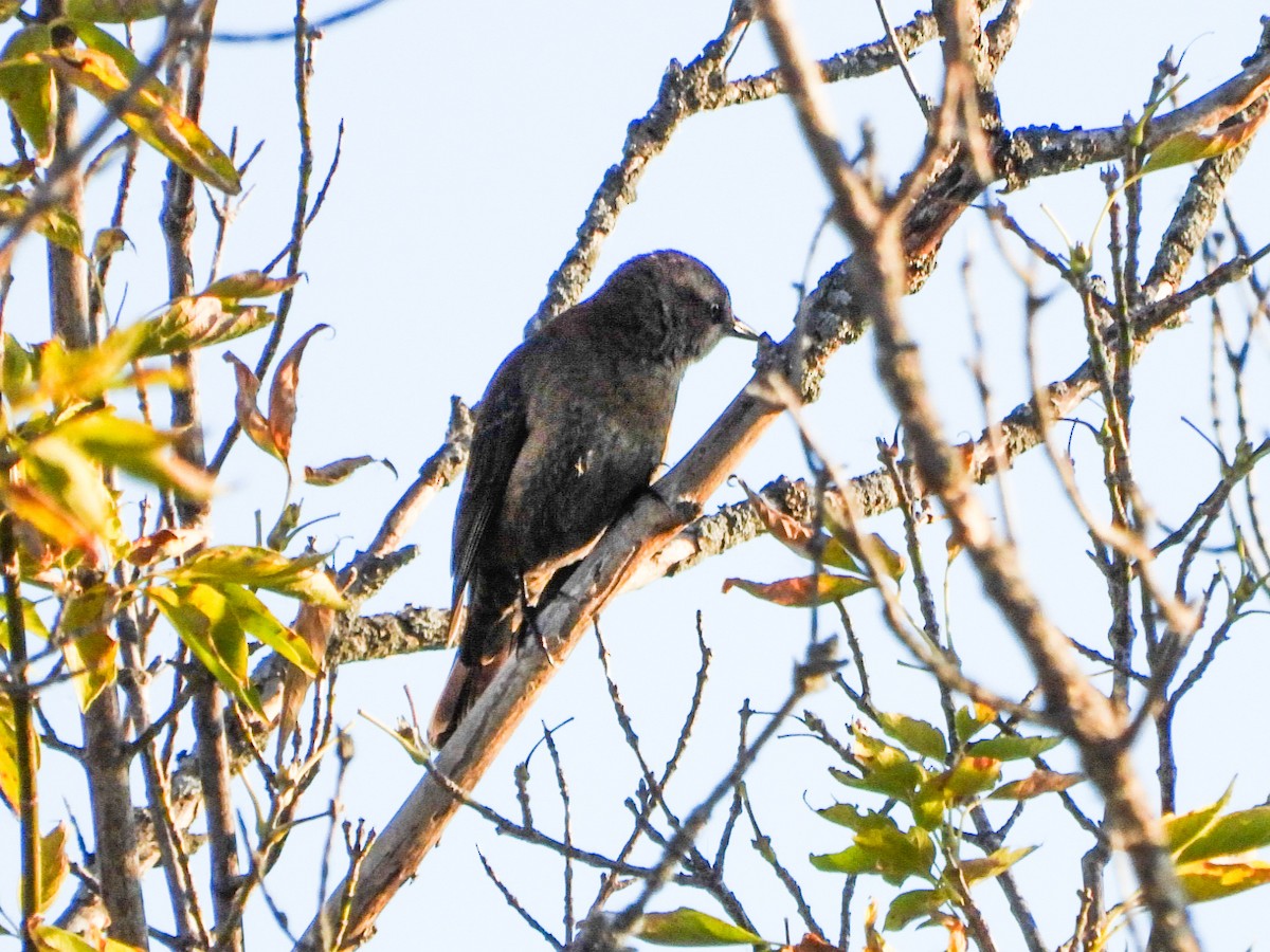 Quiscale rouilleux - ML644181831