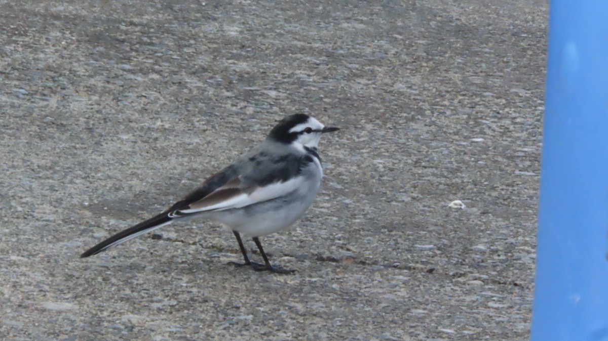 White Wagtail - ML644181860