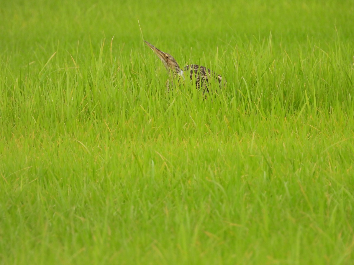 Pinnated Bittern - ML644181871