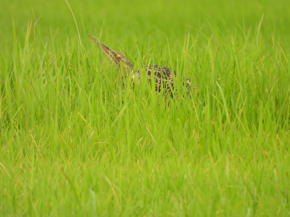 Pinnated Bittern - ML644181872