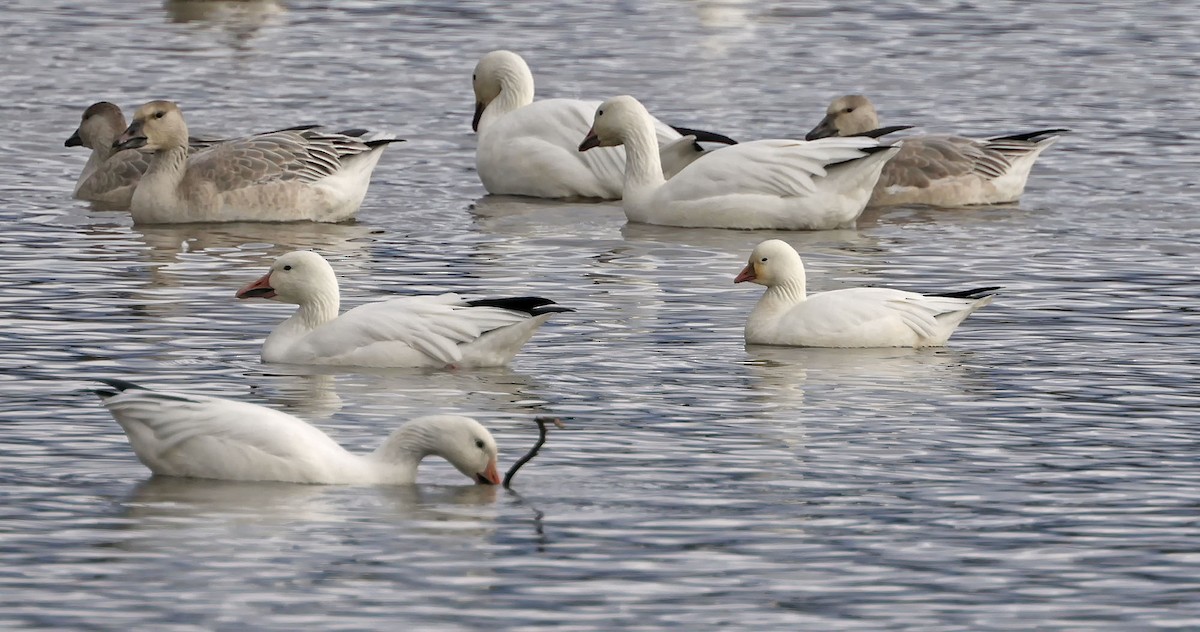 Ross's Goose - ML644181895