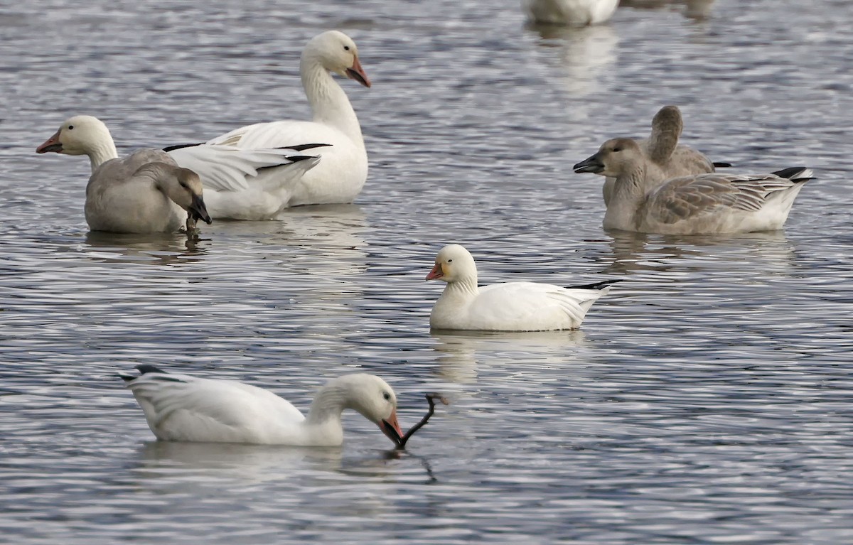 Ross's Goose - ML644181896