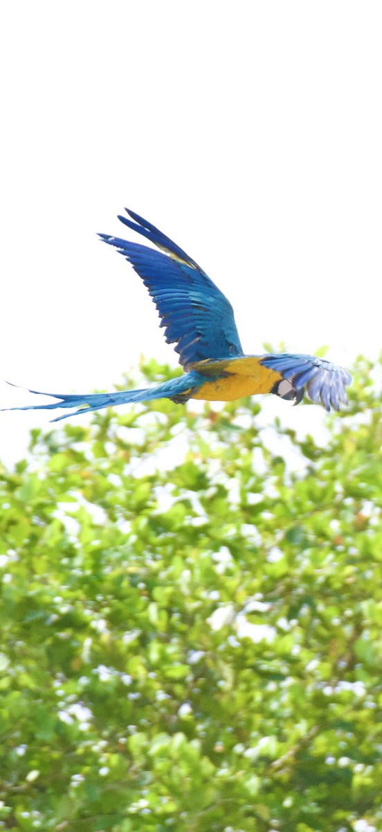 ルリコンゴウインコ - ML644181911