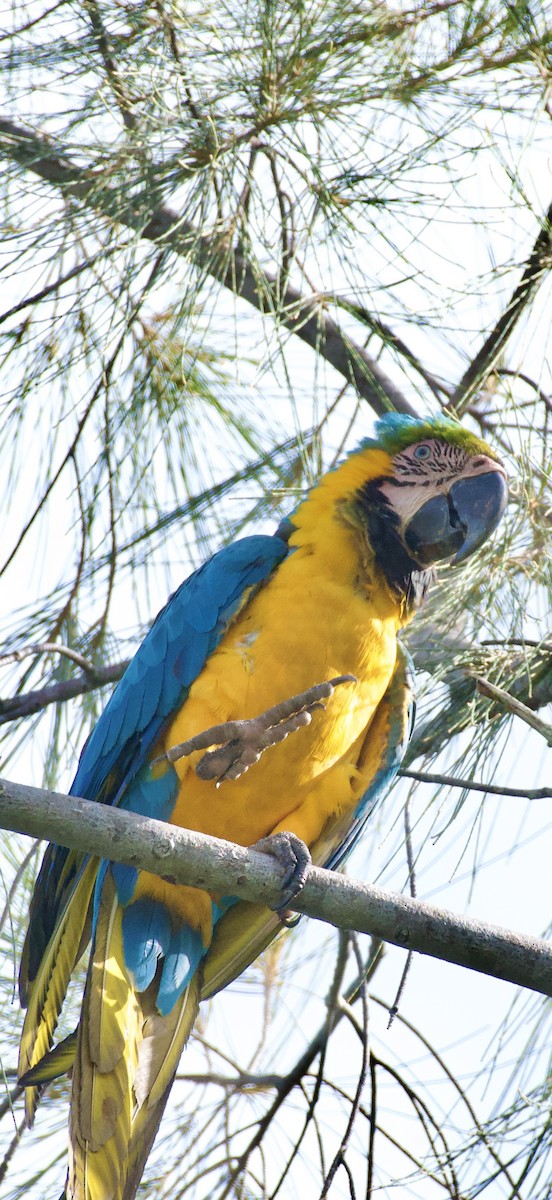 ルリコンゴウインコ - ML644181912