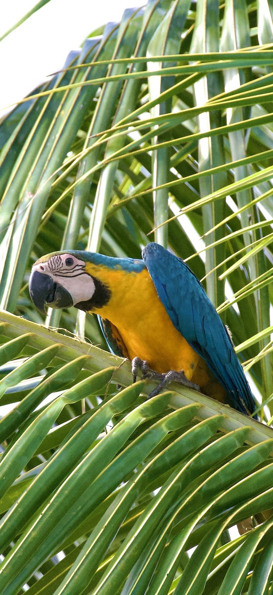 ルリコンゴウインコ - ML644181913