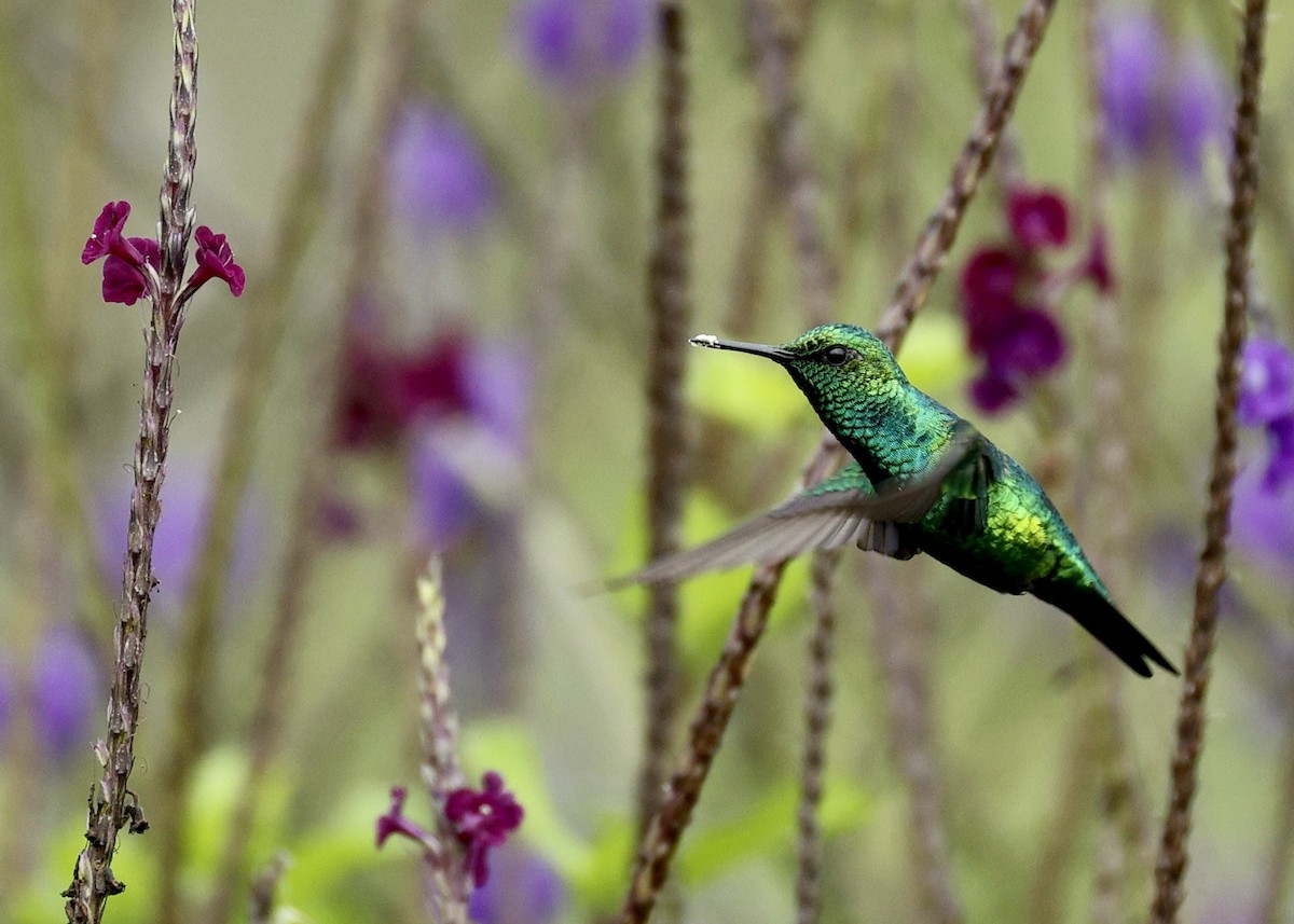 Western Emerald - ML644181926