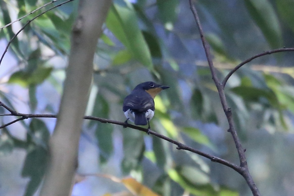 blymonark - ML644181927