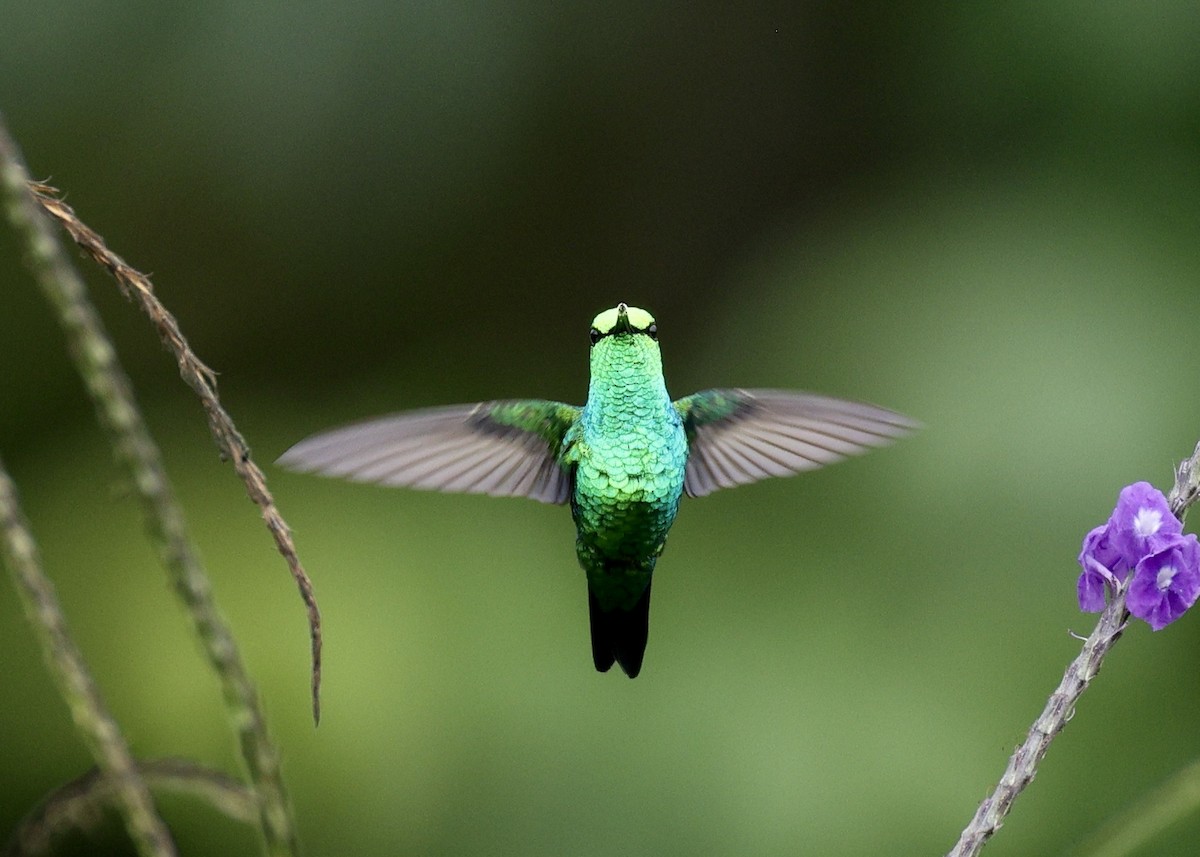 Western Emerald - ML644181931