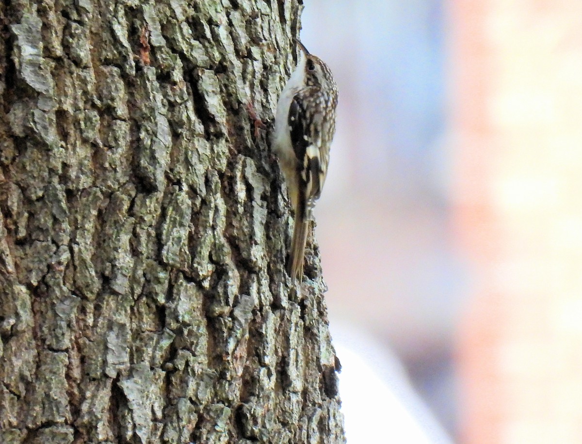 Brown Creeper - ML644181938
