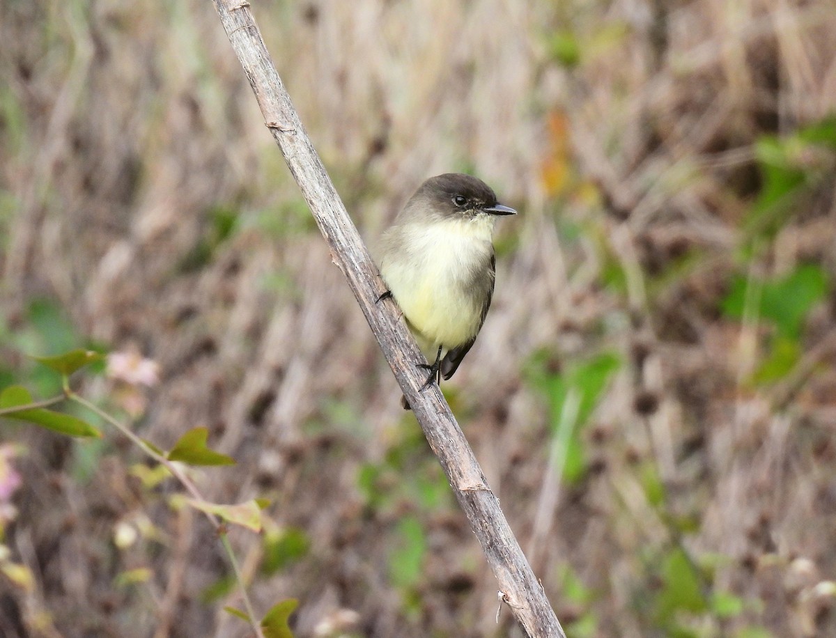 Eastern Phoebe - ML644181976