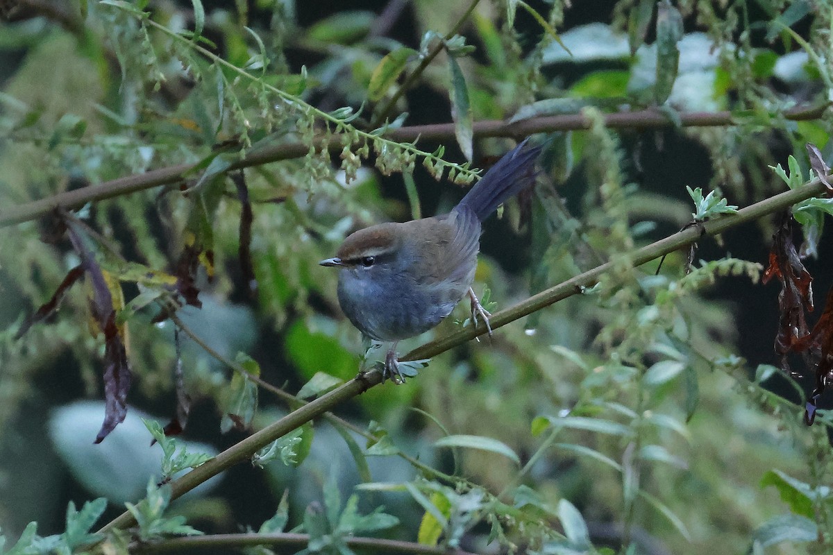 Bouscarle à couronne brune - ML644181978