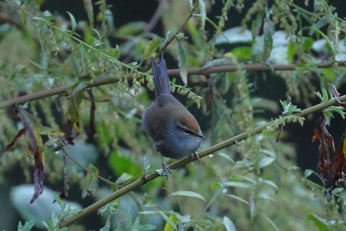 Bouscarle à couronne brune - ML644181979