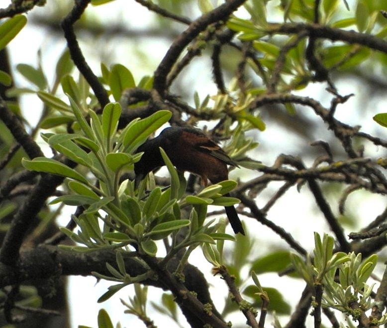 Gartentrupial - ML644181993