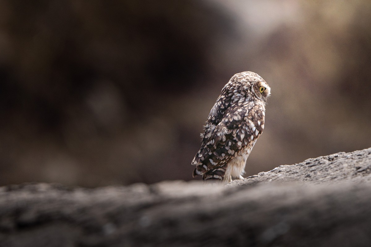 Burrowing Owl - ML644182001