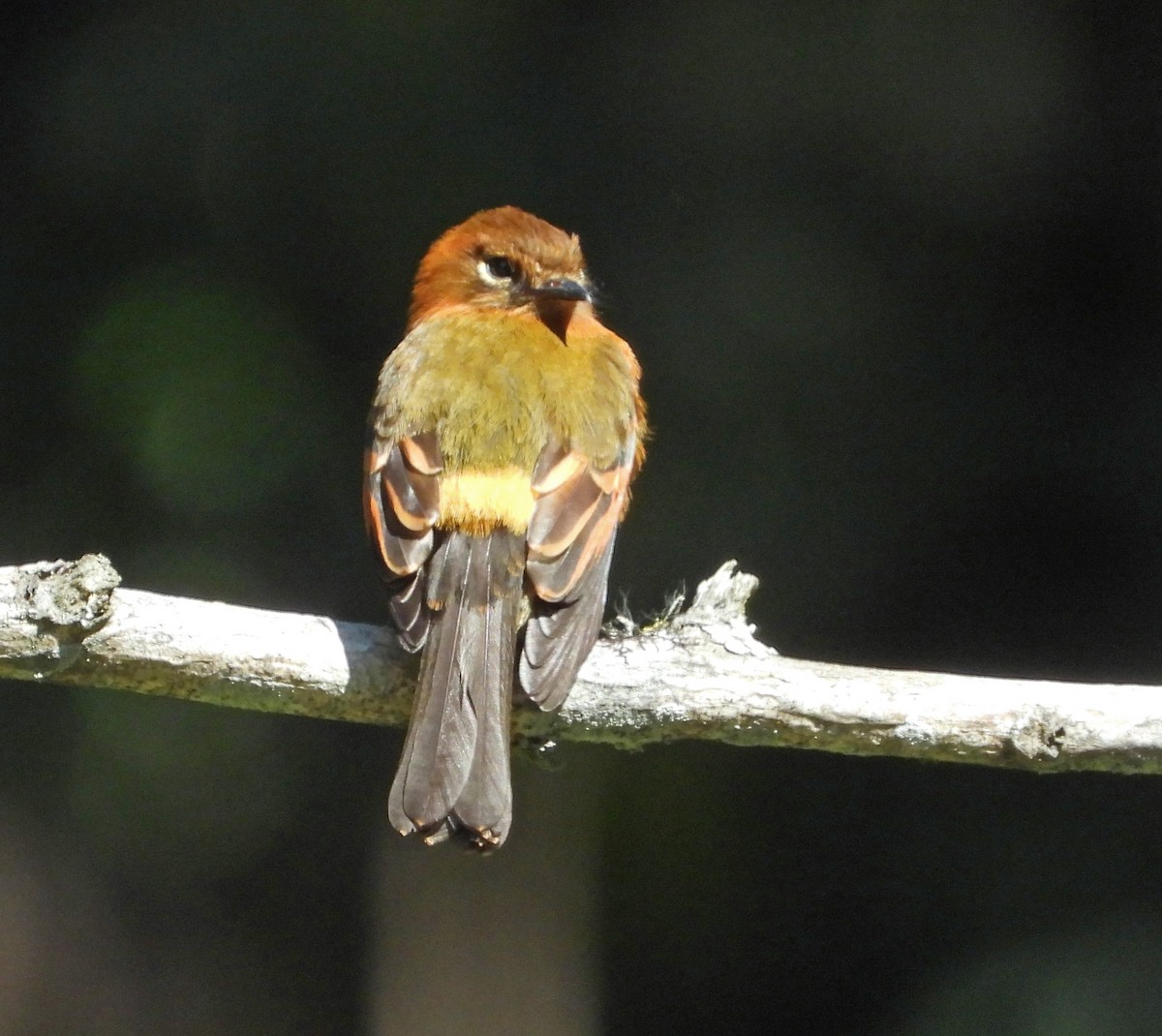 Cinnamon Flycatcher - ML644182002