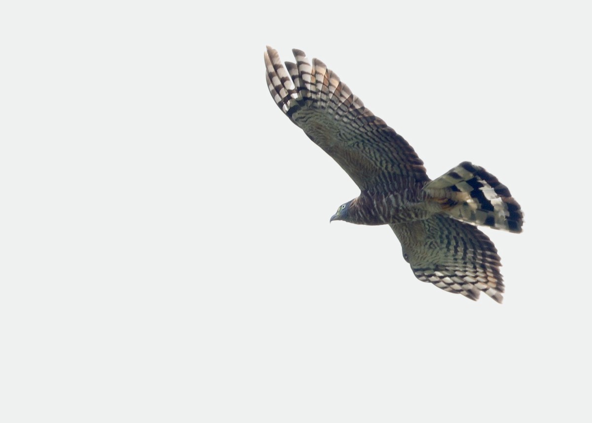 Hook-billed Kite - ML644182005