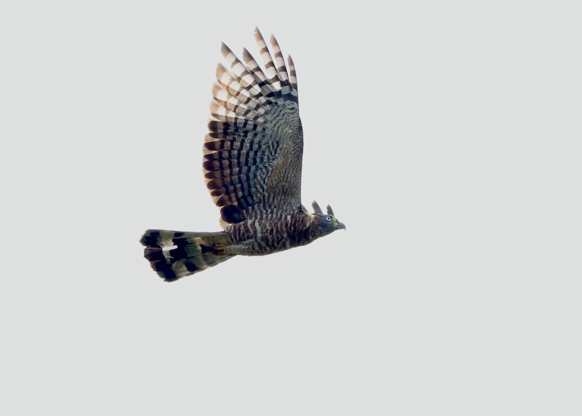 Hook-billed Kite - ML644182009