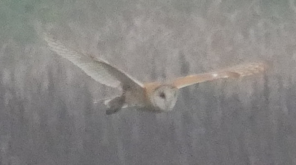 American Barn Owl - ML644182017