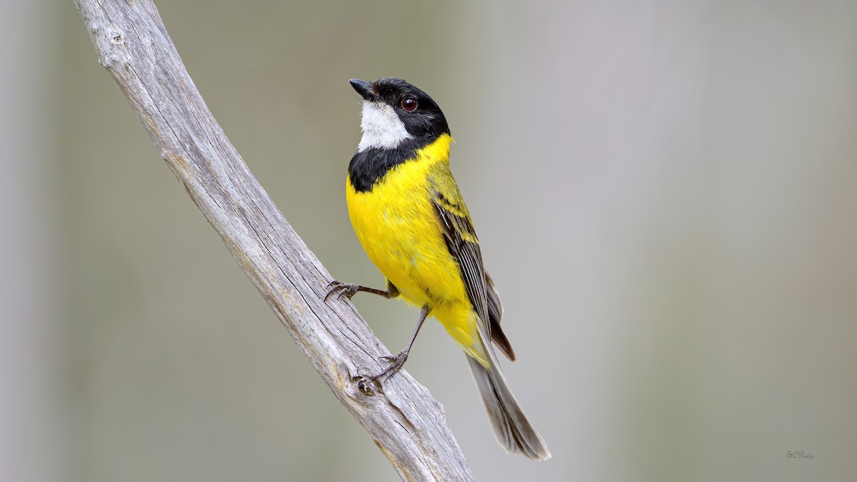 Golden Whistler (Western) - ML644182036