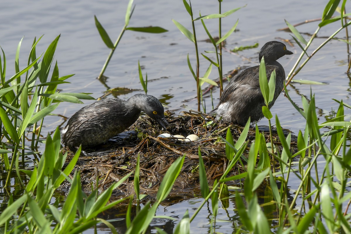 Least Grebe - ML644182064