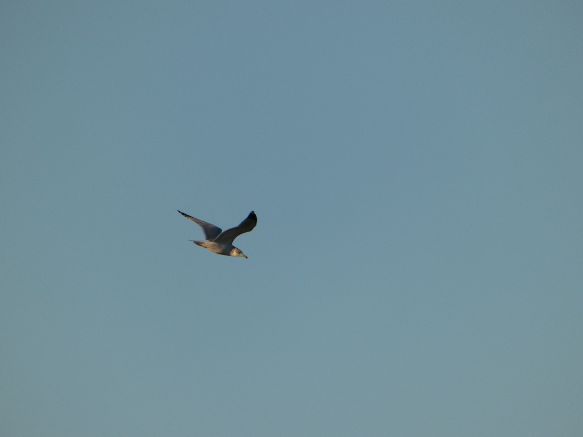 Ring-billed Gull - ML644182076