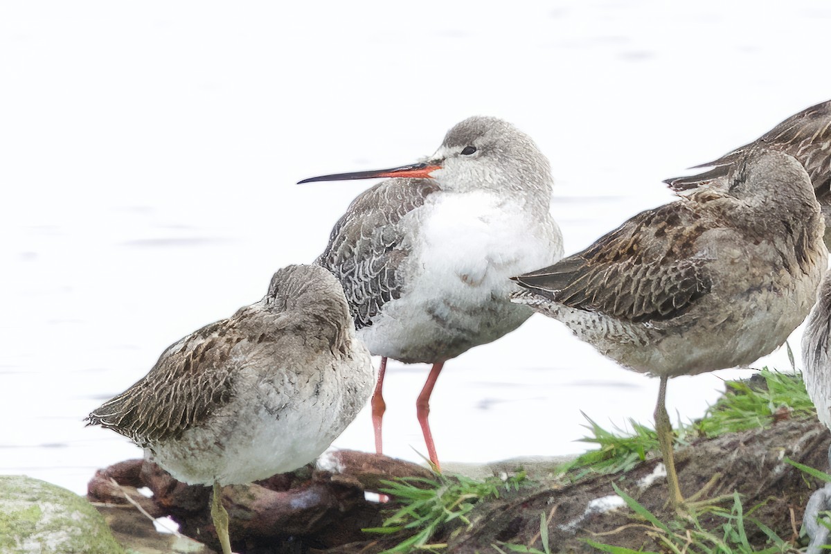 Archibebe Oscuro - ML644182079