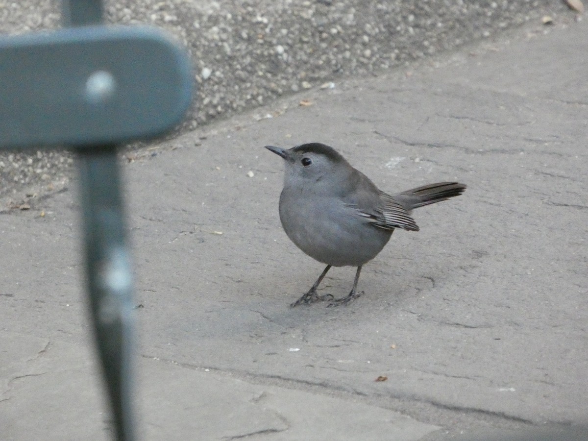 Gray Catbird - ML644182086