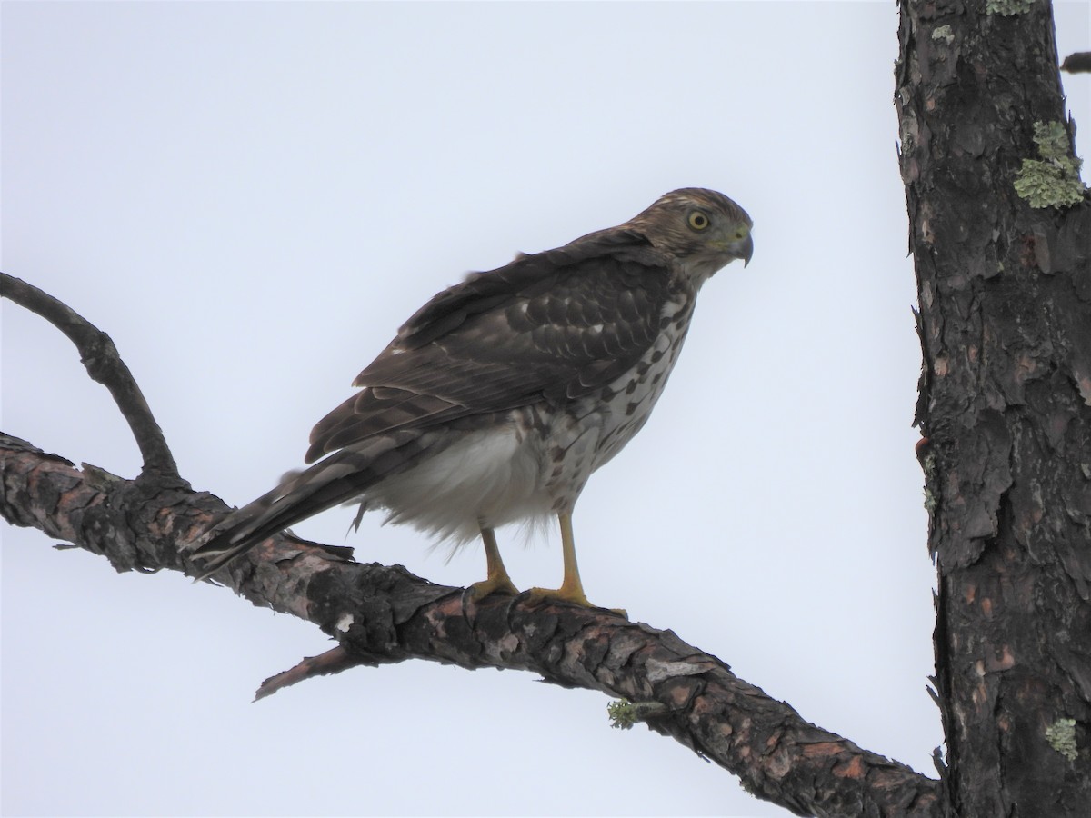 Broad-winged Hawk - ML644182088