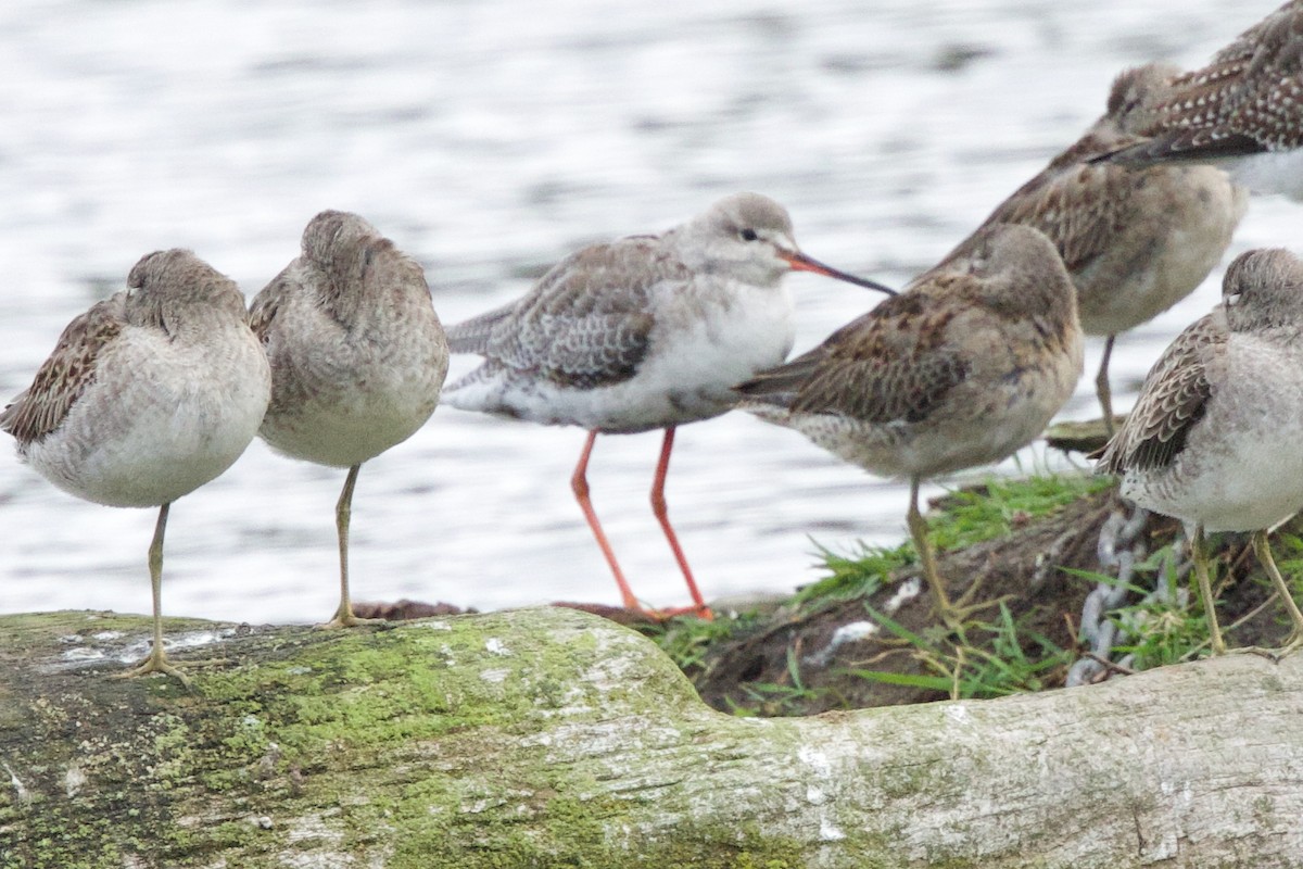 Archibebe Oscuro - ML644182089