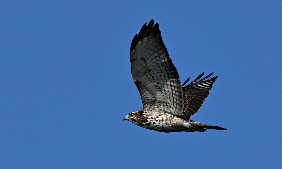 Breitflügelbussard - ML644182098
